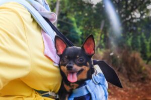 Read more about the article Traveling with Your Dog: Here’s How to Make it Comfortable