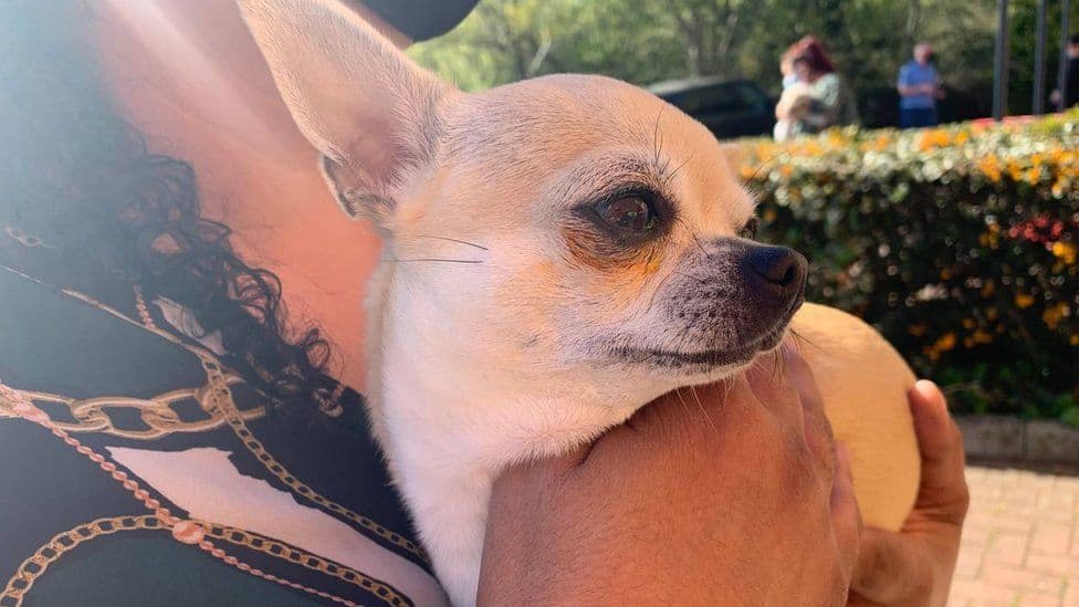 Reunited with a Stolen Chihuahua after 18 Months 1 118166031 img 3117