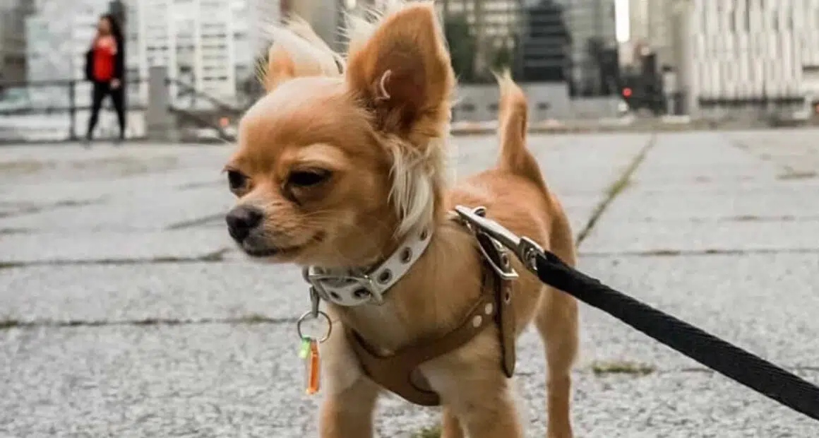 Walking a Chihuahua - Professional Guide