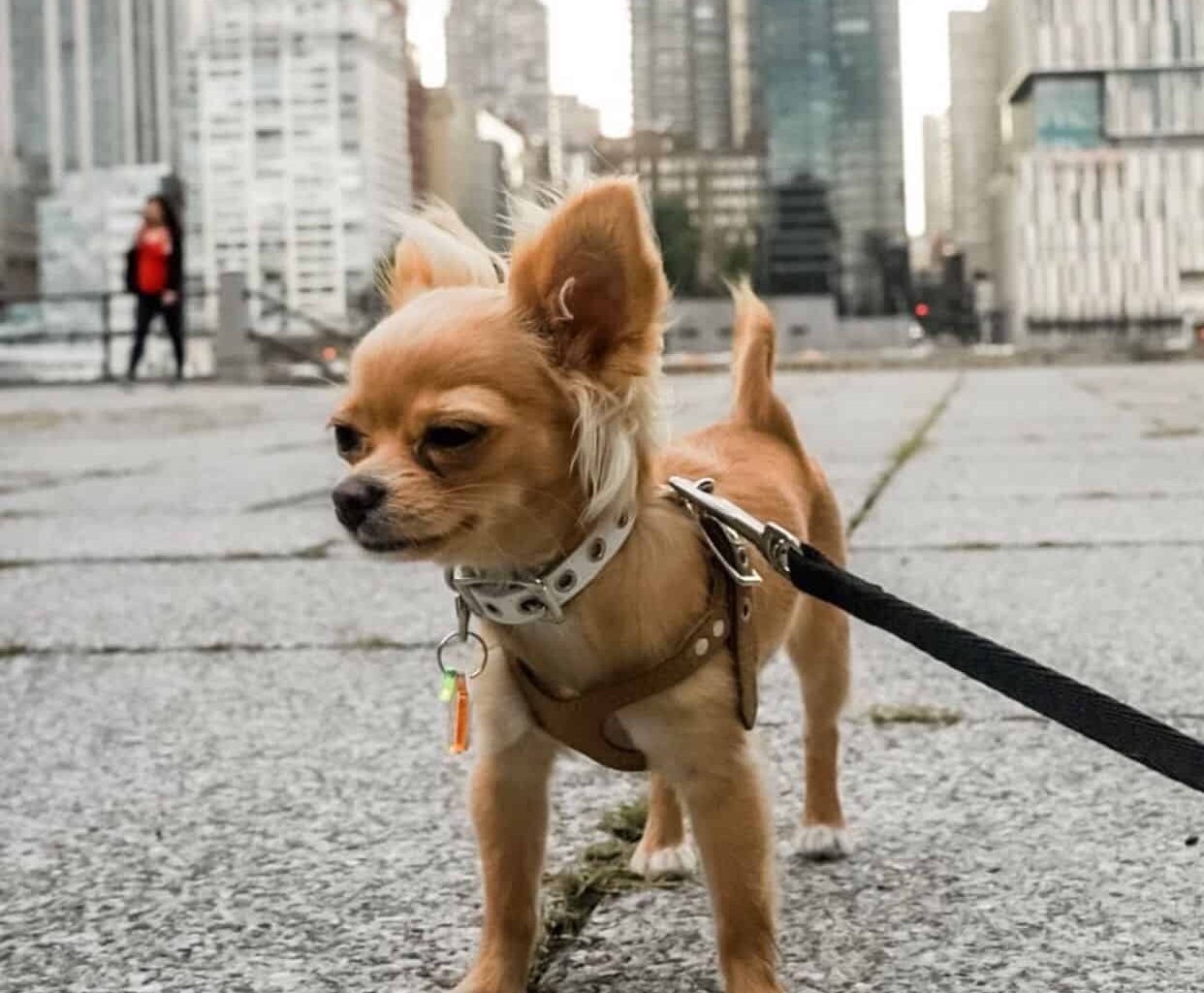 Walking a Chihuahua: What to Do and Avoid 1 Walking a Chihuahua - Professional Guide