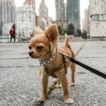 Walking a Chihuahua: What to Do and Avoid