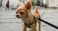 Walking a Chihuahua - Professional Guide