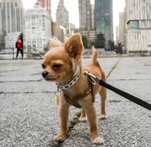 Read more about the article Walking a Chihuahua: What to Do and Avoid