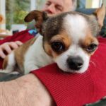 Scammers Threat to Harm Chihuahua Unless the Owner Pays £1,000