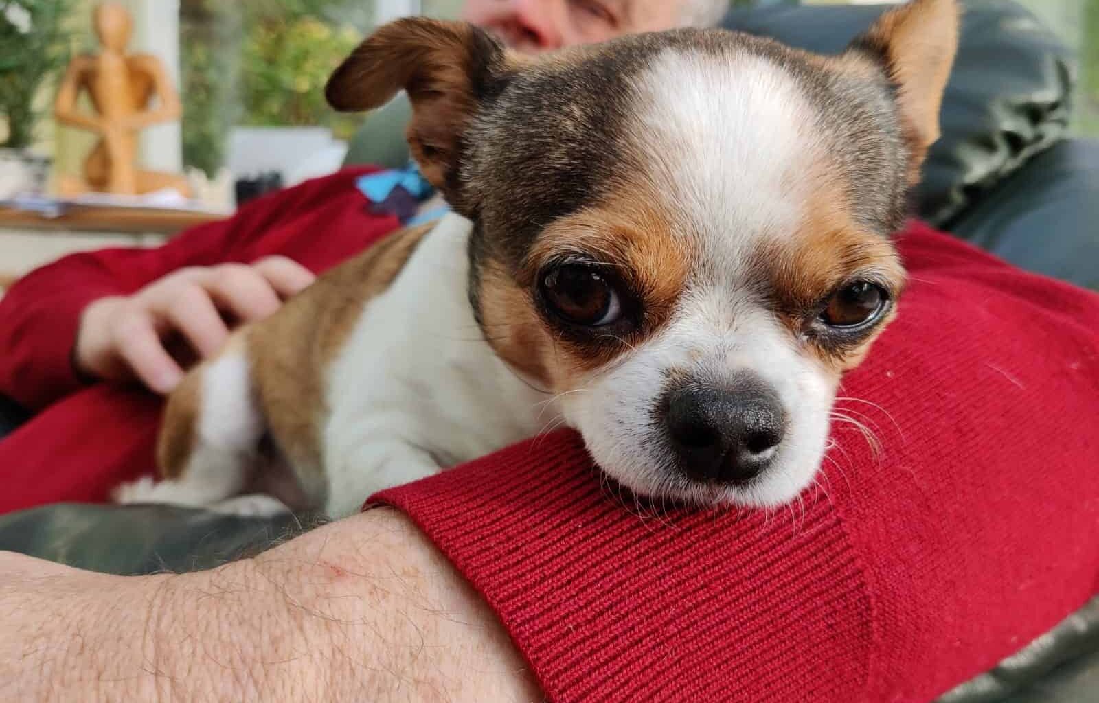 Scammers Threat to Harm Chihuahua Unless the Owner Pays £1,000 1 EzbRX9LXsBUhEnt