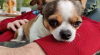 Scammers Threat to Harm Chihuahua Unless the Owner Pays £1,000 2 EzbRX9LXsBUhEnt