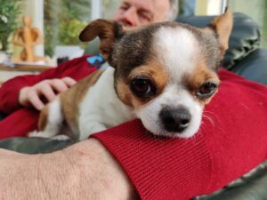 Read more about the article Scammers Threat to Harm Chihuahua Unless the Owner Pays £1,000