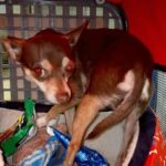 Overheated Chihuahua Left Alone in a Car