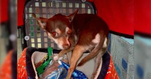 Read more about the article Overheated Chihuahua Left Alone in a Car