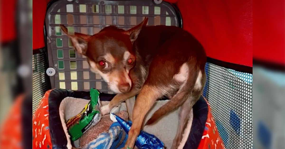 Read more about the article Overheated Chihuahua Left Alone in a Car