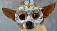 ‘Diva’ Chihuahua who dresses up as RuPaul's Drag Race queens including The Vivienne 2 0 Diva Chihuahua who dresses up as RuPauls Drag Race queens including Liverpools The Vivienne
