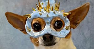 Read more about the article ‘Diva’ Chihuahua who dresses up as RuPaul’s Drag Race queens including The Vivienne