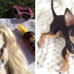 11 Things Only Chihuahua Parents Understand