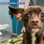 Chihuahua Lucky to be Alive After Being Tied Inside 3 Bags