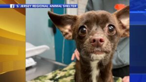 Read more about the article Chihuahua Lucky to be Alive After Being Tied Inside 3 Bags