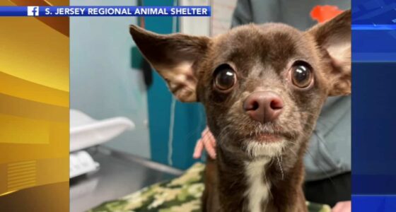 11586813 022122 wpvi dog tied up 4pm CC vid