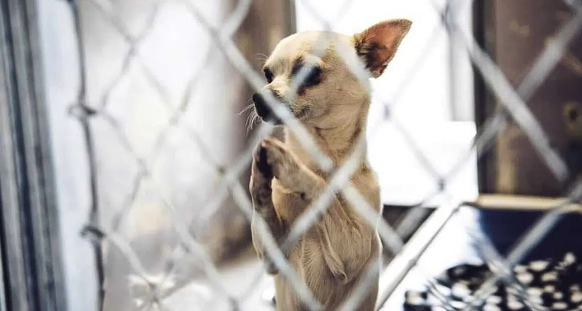 1168894 012116 kgo Chihuahua praying color img