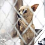 The Number of Chihuahuas Getting Killed in Shelters is Increasing