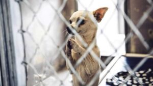 Read more about the article The Number of Chihuahuas Getting Killed in Shelters is Increasing