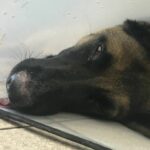 Owner Who Gave Injured Dog DIY Staple Surgery Banned