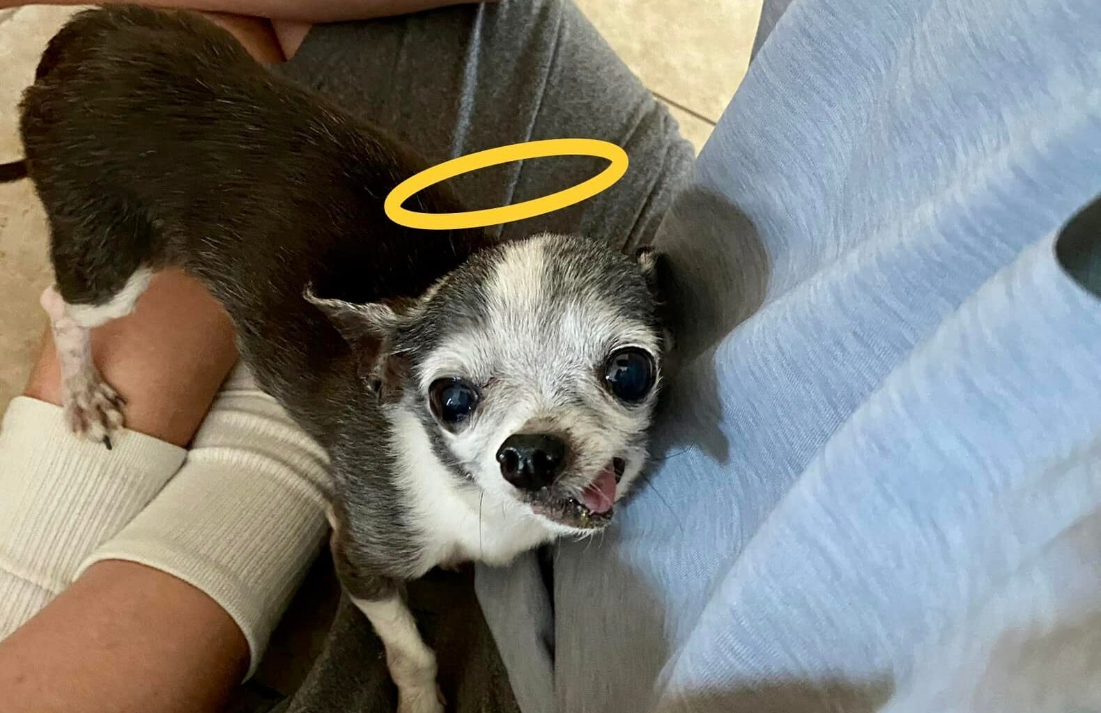Donatello the old singing Chihuahua
