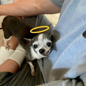 Read more about the article Old Singing Chihuahua Finds Forever Home