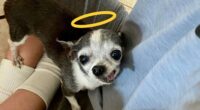 Donatello the old singing Chihuahua