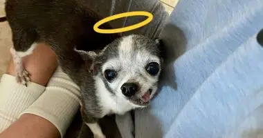 Donatello the old singing Chihuahua