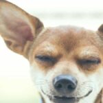 Why Do Chihuahuas Have Big Ears? The Truth Revealed