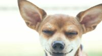Why Do Chihuahuas Have Big Ears? The Truth Revealed 2 360 F 230458184 0CTnd6EIDXvuJWiHRYDOm0jerwfGZ4wP