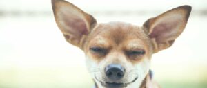 Read more about the article Why Do Chihuahuas Have Big Ears? The Truth Revealed