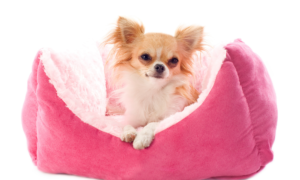 Read more about the article How Do I Know When My Female Chihuahua is in Heat?