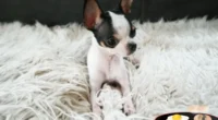 Can Chihuahuas Eat Eggs