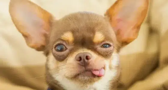 Chihuahua Relaxing Indoors 900x500.jpg e1655987517729