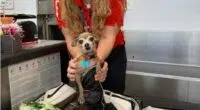 Chihuahua in suitcase