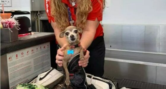 Chihuahua in suitcase