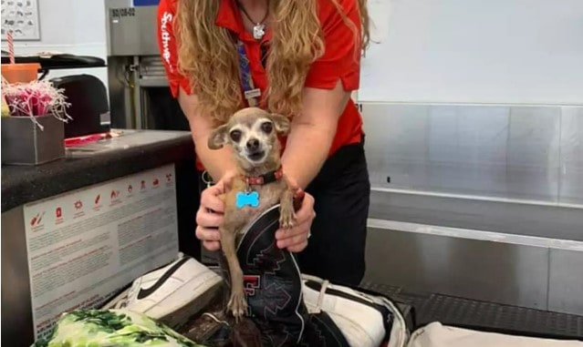 Chihuahua Hiding in a Suitcase Ruins Vacation 1 Chihuahua in suitcase