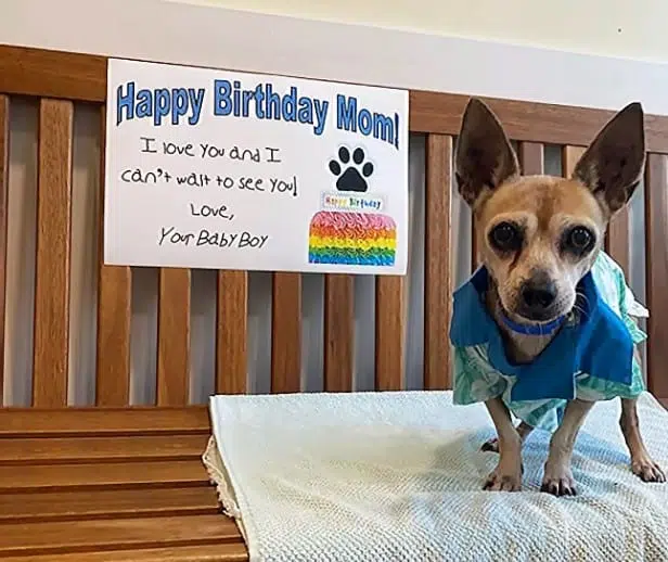 Chihuahua missing for 6 years