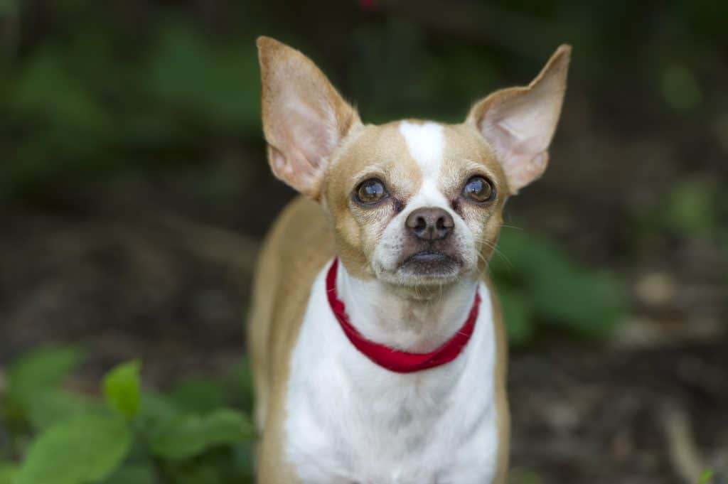 Why Does My Chihuahua Stare at Me?