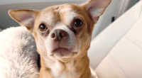 How Demonic Chihuahua Helped Rescuer Heal 2 Chihuahua the demonic Chihuahua 758x502 1