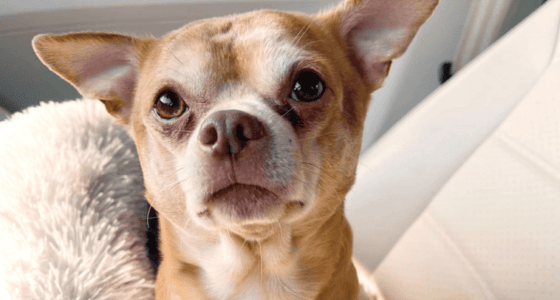 Chihuahua the demonic Chihuahua 758x502 1