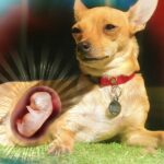 How Long is a Chihuahua Pregnant For?