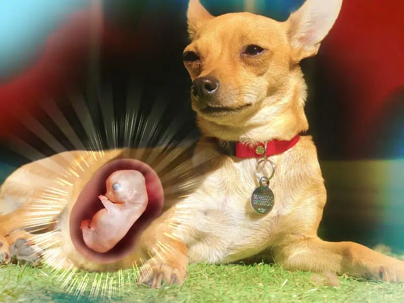 How Long is a Chihuahua Pregnant For