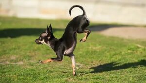 Read more about the article Konjo, the Fastest Dog on Two Front Paws