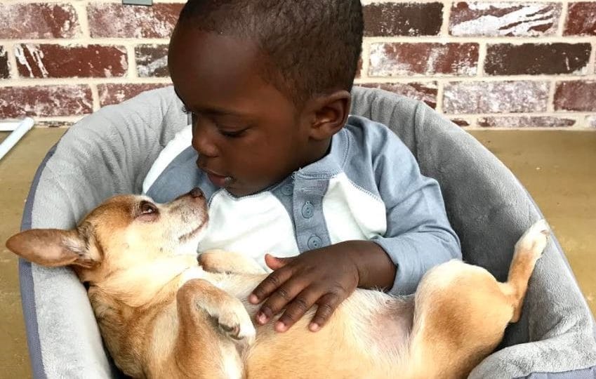 Chihuahua Wins Over Fearful Boy and the Internet Falls in Love 1 Marcelo and mini in chair 2 849x540 1