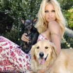 Pamela Anderson Moonlights as Dog Walker