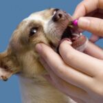 How to Give Your Chihuahua Medication