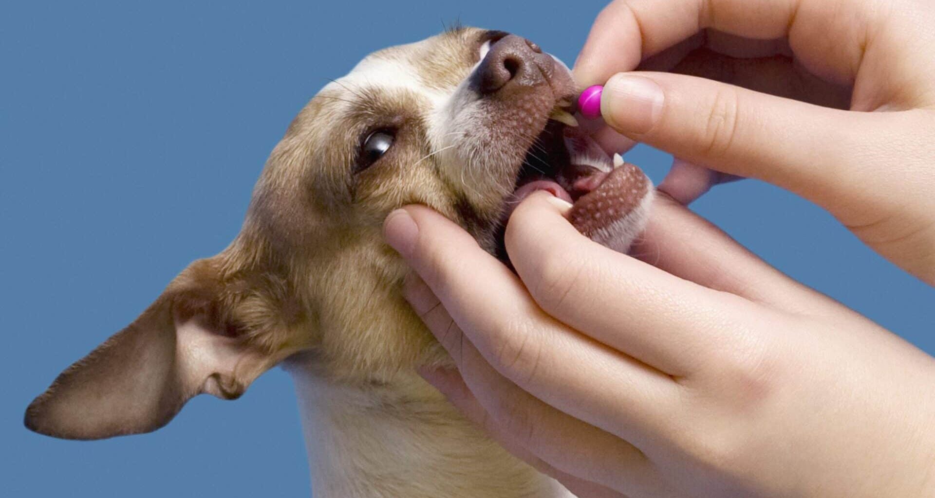 How to Give Your Chihuahua Medication 1 Pill Medication R82370076 56a7a3d55f9b58b7d0ec588e