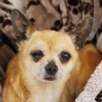 Care Worker Suspended After Hurting Chihuahua