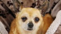 Care Worker Suspended After Hurting Chihuahua 2 QVNIMTIxNjI4Njgx